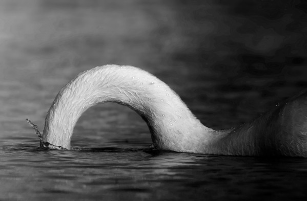 Photograph Raghuvamsh Chavali A Different Perspective Of The Trumpeter Swan on One Eyeland